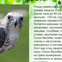 Птицы брянской области с названиями
