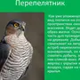 Птицы брянской области с названиями