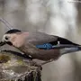 Птицы Ставропольского Края