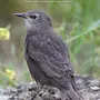 Птицы ставропольского края