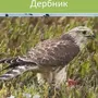 Птицы ставропольского края