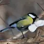Птицы пермского края с названиями