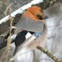 Птицы пермского края с названиями