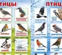 Птицы пермского края