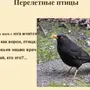 Птицы пермского края