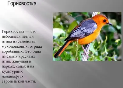 Горихвостка птица