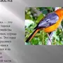 Горихвостка птица