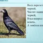 Птицы красноярского края