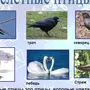 Птицы красноярского края
