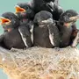 Птенцы птиц