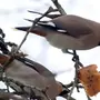Свиристели птицы крупным