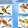 Птицы белгородской области