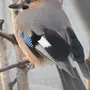 Птицы белгородской области