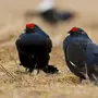 Тетерев птицы крупным