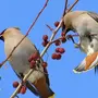 Птицы Нижегородской Области Зимой