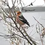 Птицы нижегородской области зимой