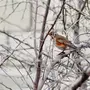 Птицы Нижегородской Области Зимой