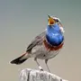 Название певчих птиц