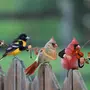 Название певчих птиц