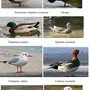 Водоплавающие птицы и названия