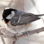 Московка птица