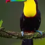 Птицы Африки