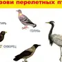 Птицы красноярского края с названиями