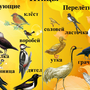 Птицы красноярского края с названиями