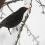 Черный Дрозд Птицы
