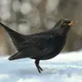 Черный Дрозд Птицы