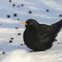 Черный дрозд птицы