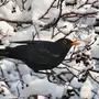 Черный дрозд птицы