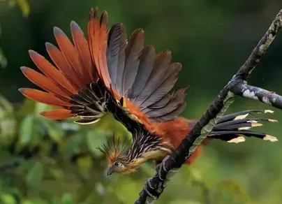 Райская птица