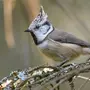 Хохлатка птица
