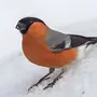 Снегиря Птицы Крупным Планом