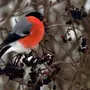 Снегиря птицы крупным планом