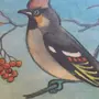Птицы Донского Края Рисунок На Конкурс