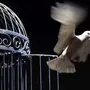 Птица В Клетке