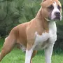 Стаффордширский собака