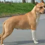Стаффордширский собака