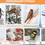 Зимующие Птицы Татарстана Названия