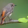 Маленькие Птицы