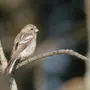 Урагус птица