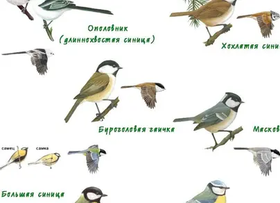 Птицы москвы с названиями зимующие