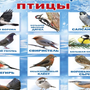 Птицы москвы с названиями зимующие