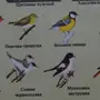 Птицы Москвы С Названиями Зимующие