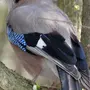 Птицы леса с названиями