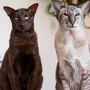 Породы кошек