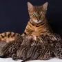 Породы кошек