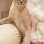 Порода кошек каракал